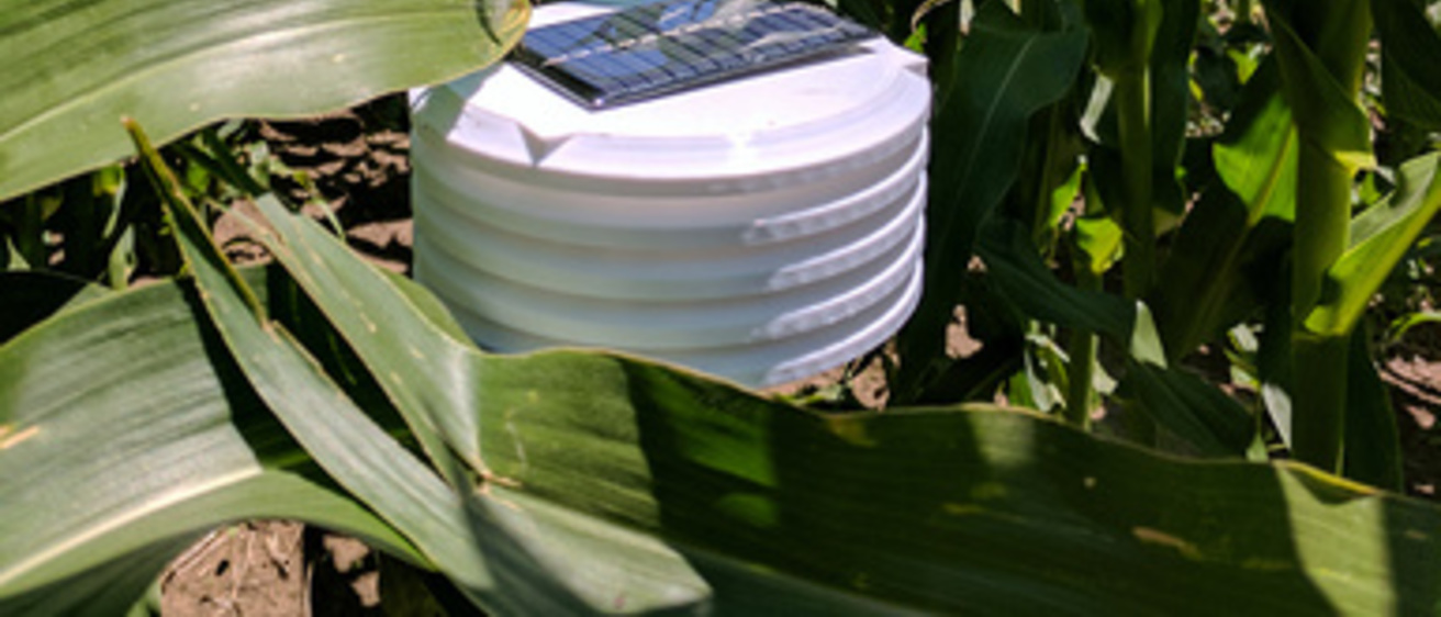 Aroma sensor next to plant leaves